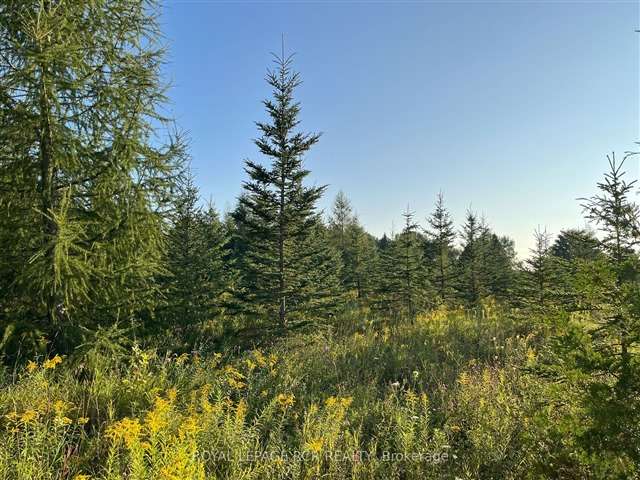 Land For Sale in Chatsworth, Ontario
